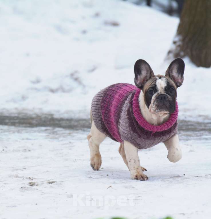 Собаки в Санкт-Петербурге: Красивая сука  Девочка, 50 000 руб. - фото 2