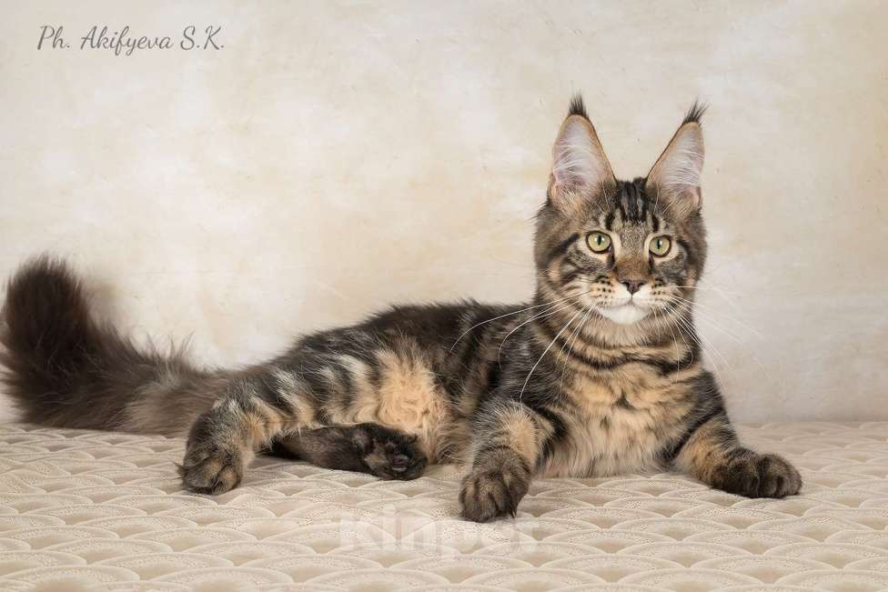 Кошки в Озерске: Котёнок Мейн-кун Орион Мальчик, 45 000 руб. - фото 1