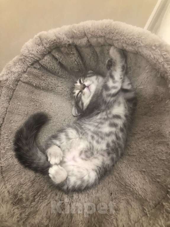 Кошки в Долгопрудном: Продается шотландский вислоухий котенок Девочка, 3 000 руб. - фото 3