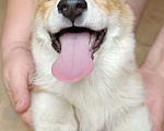Собаки в Саратове: Лисичка Корги пемброк девочка Девочка, Бесплатно - фото 3