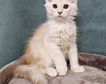 Кошки в Мытищах: Котенок Мейн-кун Мальчик, 50 000 руб. - фото 4