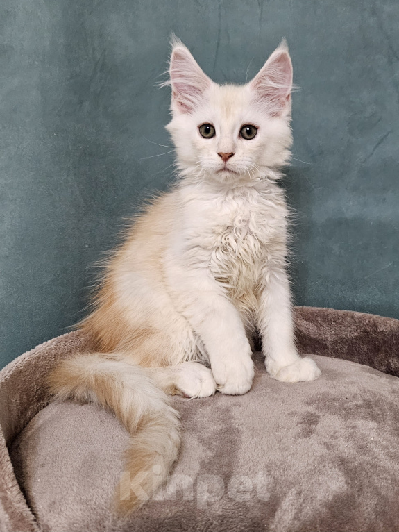 Кошки в Мытищах: Котенок Мейн-кун Мальчик, 50 000 руб. - фото 4