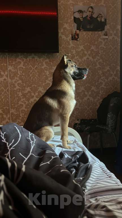 Собаки в Москве: Ронни ,отдаю в хорошие руки 🙏 Мальчик, Бесплатно - фото 3