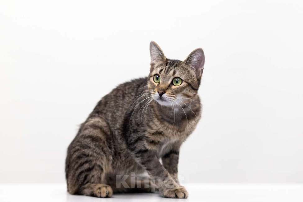 Кошки в Москве: Ежик Мальчик, Бесплатно - фото 5