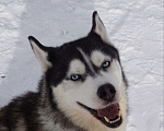 Собаки в Королеве: Хаски Зевс ищет родителей Мальчик, Бесплатно - фото 4