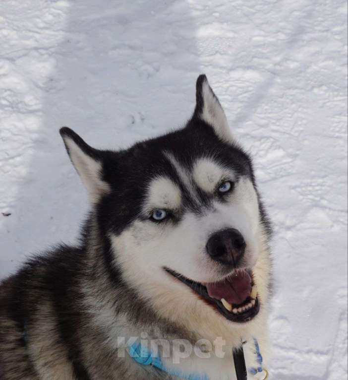 Собаки в Королеве: Хаски Зевс ищет родителей Мальчик, Бесплатно - фото 4