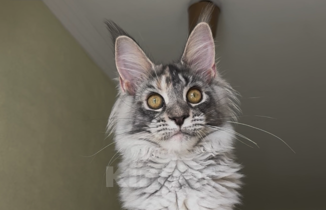 Кошки в Санкт-Петербурге: ⚜️Империя⚜️ Девочка, 70 000 руб. - фото 2