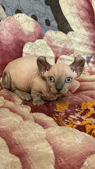 Канадский сфинкс двэльф