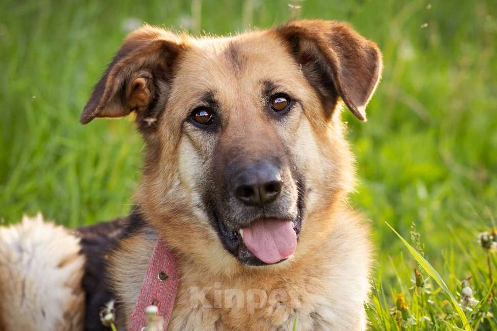 Собаки в Москве: Метис в добрые руки! Девочка, очень умная Девочка, Бесплатно - фото 2