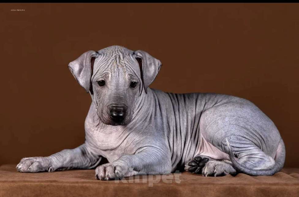 Собаки в Рыбинске: В продаже щенок ксолоитцкуинтли стандартного размера Девочка, 80 000 руб. - фото 3