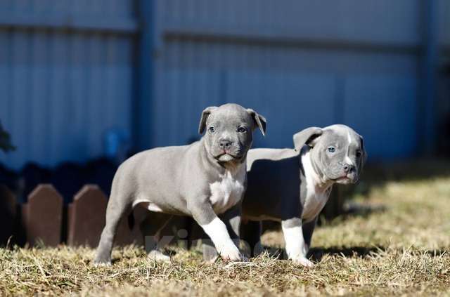 Собаки в Москве: Голубые щенки амстаффа из питомника Мальчик, 120 000 руб. - фото 4