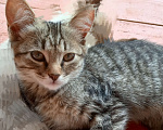 Кошки в Самаре: Котёнок - Маруся в добрые руки Девочка, Бесплатно - фото 2