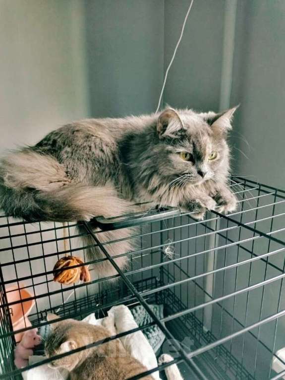 Кошки в Самаре: Грейс, чьё имя означает «Благодать», ищет свой дом. Девочка, Бесплатно - фото 2