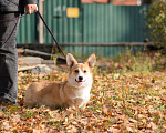 Собаки в Воронеже: Щенки Вельш Корги Пемброк Мальчик, 75 000 руб. - фото 4