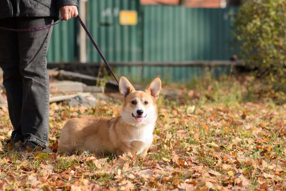 Собаки в Воронеже: Щенки Вельш Корги Пемброк Мальчик, 75 000 руб. - фото 4