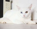 Кошки в других городах Московской области: Белоснежный Аполлон ждет Вас! Мальчик, Бесплатно - фото 1