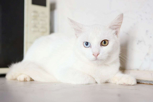 Белоснежный Аполлон ждет Вас!