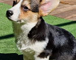 Собаки в Москве: Щенки Вельш Корги Пемброк  Мальчик, 25 000 руб. - фото 2