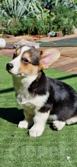 Собаки в Москве: Щенки Вельш Корги Пемброк  Мальчик, 25 000 руб. - фото 2