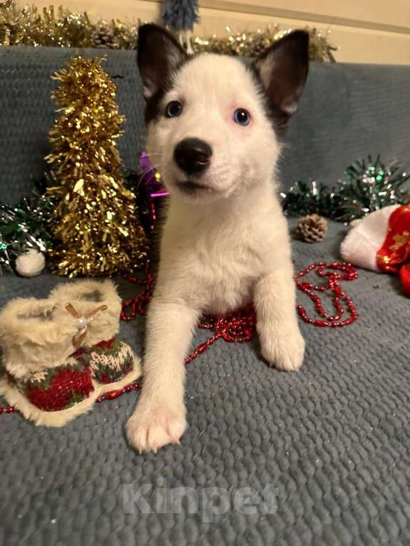 Собаки в Лосином-Петровском: Орфей якутята ппбж Мальчик, Бесплатно - фото 1