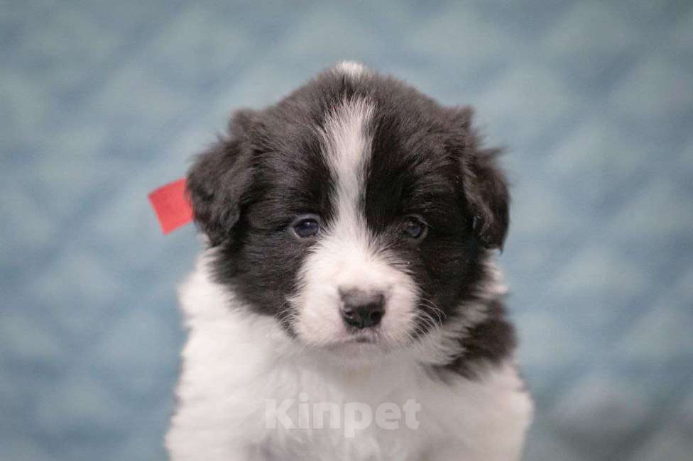 Собаки в Москве: Умнейшая девочка бордер-колли Девочка, Бесплатно - фото 1