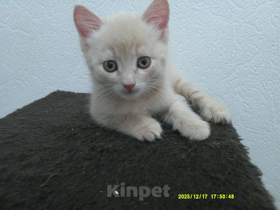 Кошки в Москве: Котята от домашней кошки Мальчик, 500 руб. - фото 4