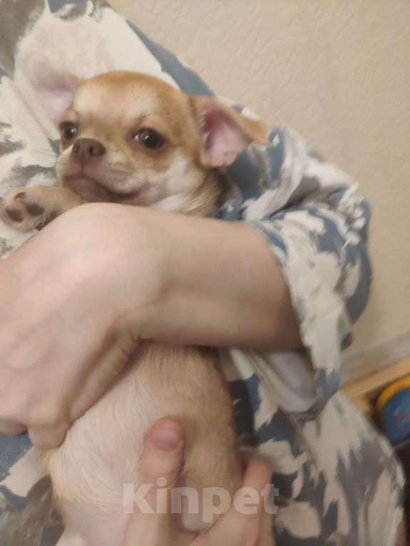 Собаки в Клине: Рапунцель ждет свою семью Девочка, 20 000 руб. - фото 1