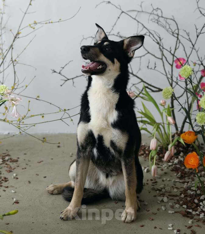 Собаки в Москве: Подросток Микка ждет свою семью Девочка, Бесплатно - фото 2