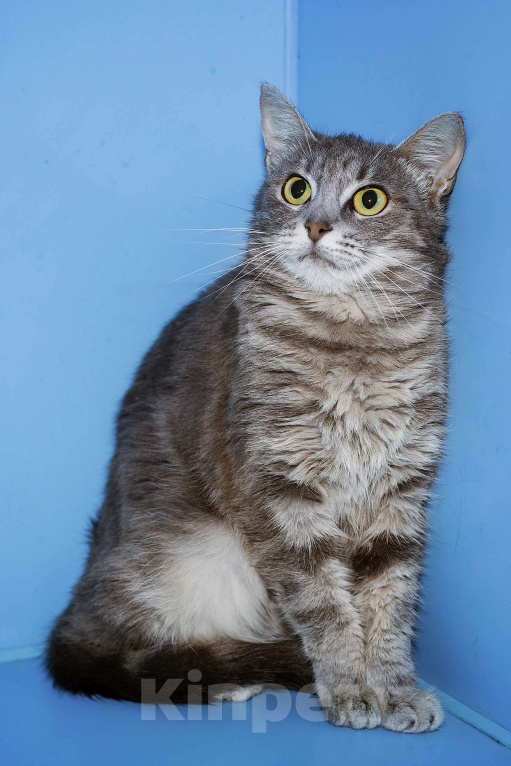 Кошки в Москве: В Древнем Египте серебро ценилось выше золота  Девочка, Бесплатно - фото 3