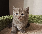 Кошки в Всеволожске: Изумительный британский малыш Мальчик, 18 000 руб. - фото 2