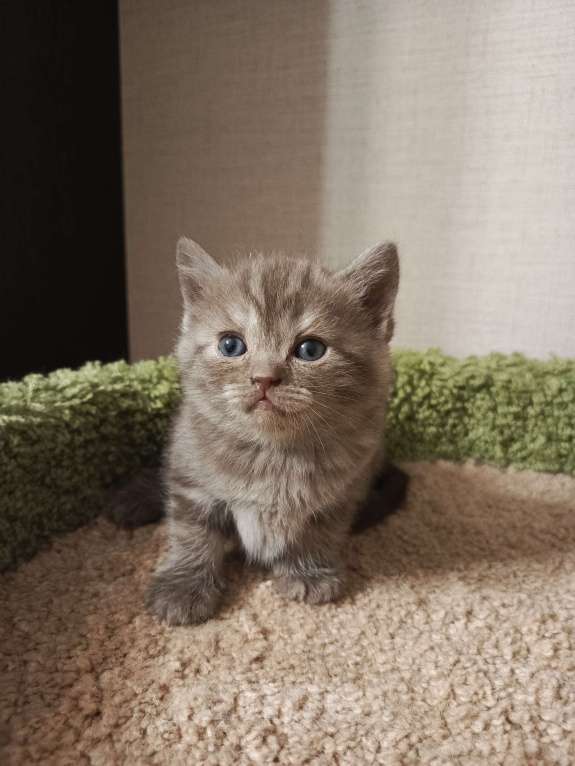 Кошки в Всеволожске: Изумительный британский малыш Мальчик, 18 000 руб. - фото 2
