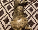 Кошки в Кирове: Кошка Девочка, Бесплатно - фото 2