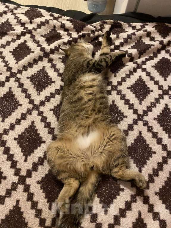 Кошки в Кирове: Кошка Девочка, Бесплатно - фото 2