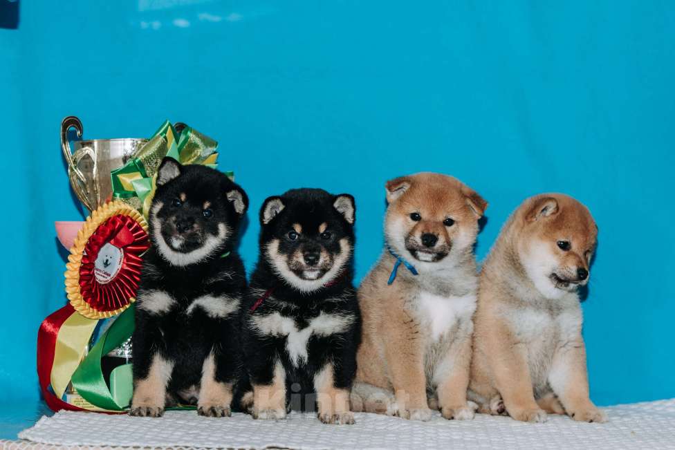 Собаки в Красноярске: Сиба-ину, щенок Мальчик, 60 000 руб. - фото 1