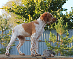 Собаки в Уфе: Легавые щенки от рабочих родителей Девочка, Бесплатно - фото 2