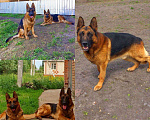 Собаки в Саранске: Щенки немцы, 10 000 руб. - фото 3