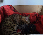 Кошки в Теберде: Бенгальские котята., 30 000 руб. - фото 3