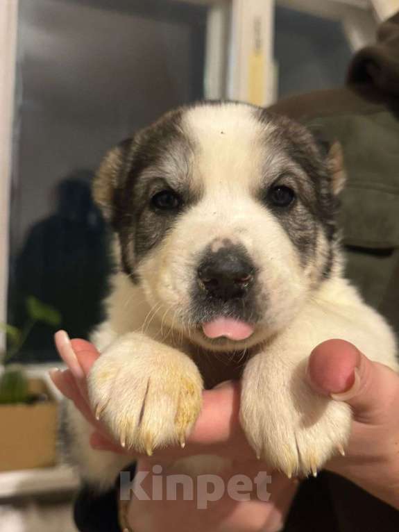 Собаки в Клинцах: Малышка Девочка, 15 000 руб. - фото 1