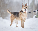 Собаки в Москве: Верной, преданной собаке Мяте очень нужен свой родной человек, она ждет и надеется на встречу! Девочка, Бесплатно - фото 7