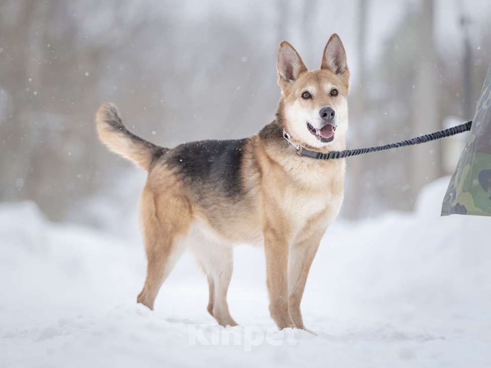 Собаки в Москве: Верной, преданной собаке Мяте очень нужен свой родной человек, она ждет и надеется на встречу! Девочка, Бесплатно - фото 7