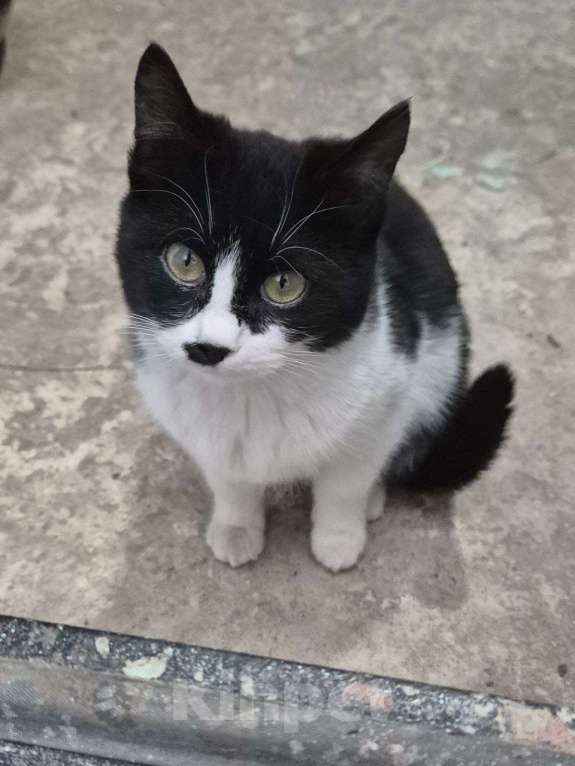 Кошки в Краснодаре: Очаровательная кошечка в добрые руки Девочка, Бесплатно - фото 1