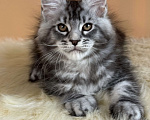 Кошки в Москве: Котенок мейн-кун Мальчик, Бесплатно - фото 1