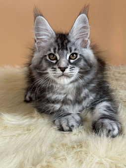 Котенок мейн-кун