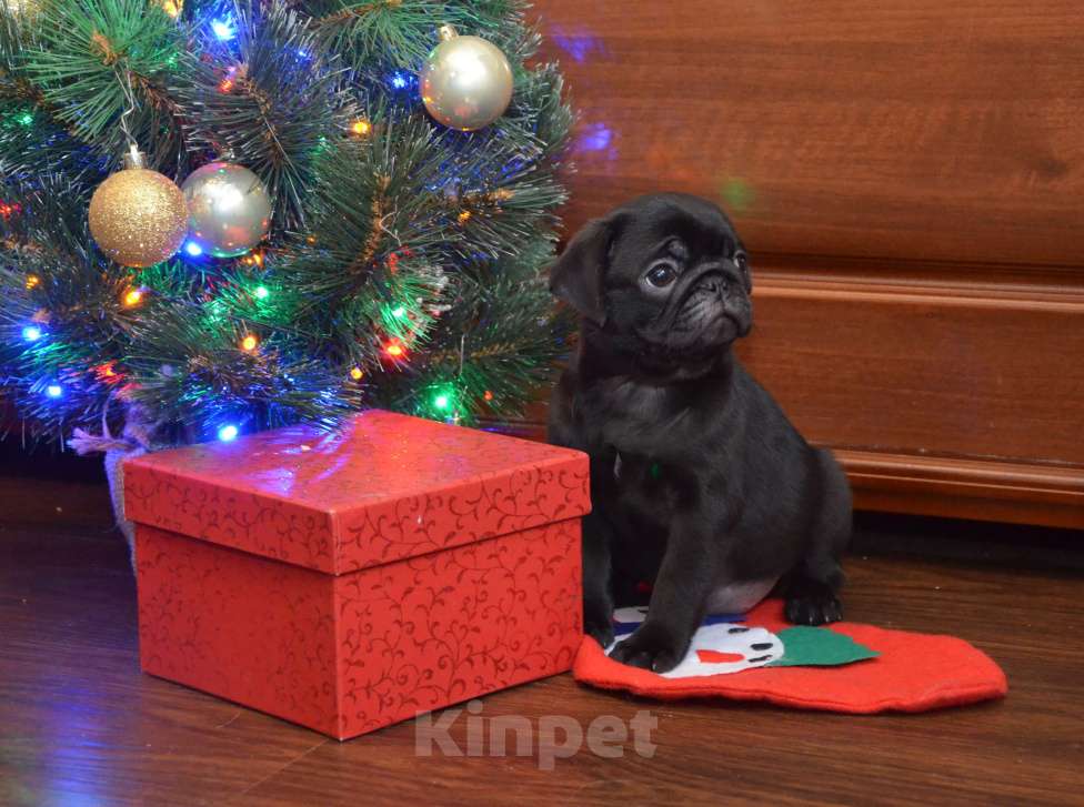 Собаки в Твери: Малышка мопса чёрного окраса Девочка, 50 000 руб. - фото 5