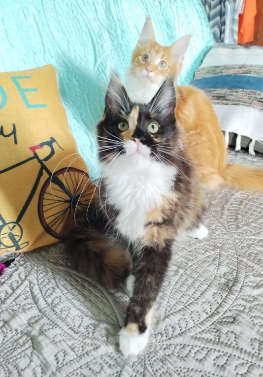 Кошки в Петрозаводске: Котята мейн-кун  Девочка, Бесплатно - фото 2