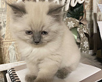 Кошки в Краснодаре: Котик Невский маскарадный Мальчик, Бесплатно - фото 5