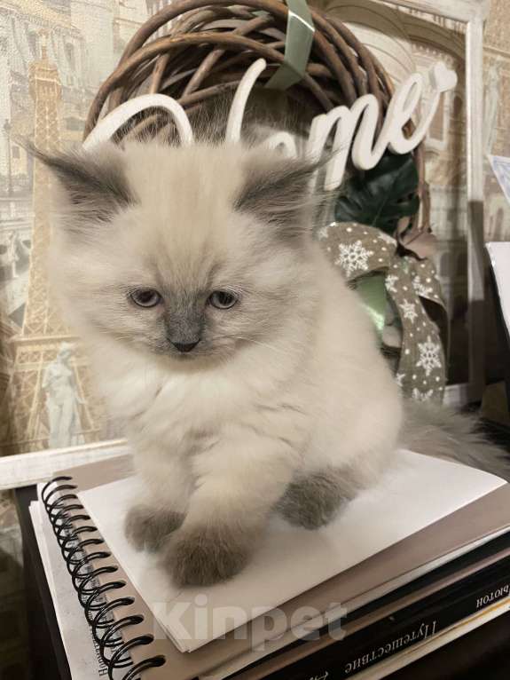 Кошки в Краснодаре: Котик Невский маскарадный Мальчик, Бесплатно - фото 5