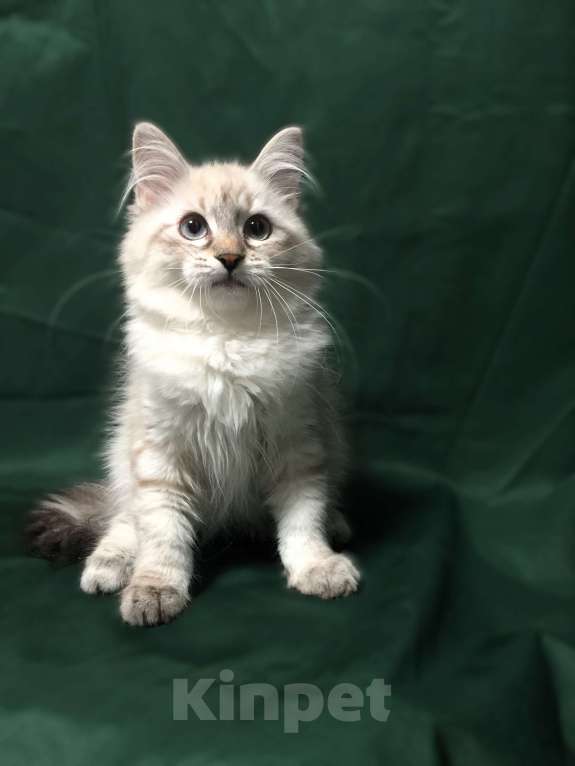 Кошки в Санкт-Петербурге: Невский маскарадный котёнок, кошка Девочка, 45 000 руб. - фото 5