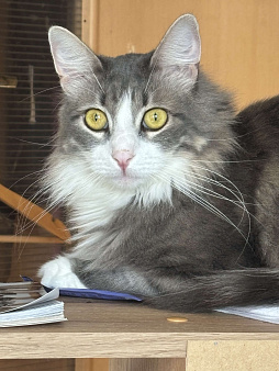 Потерялся кот
