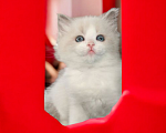 Кошки в Москве: Мальчики Рэгдолл  для бронирования к февралю Мальчик, Бесплатно - фото 1